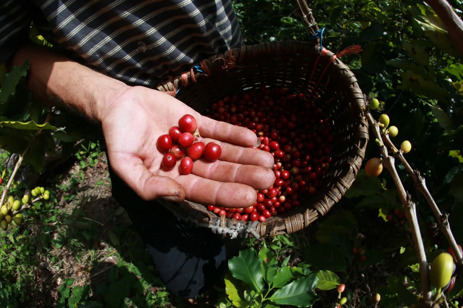 Hand holding ripe red coffee cherries over a basket full of them.