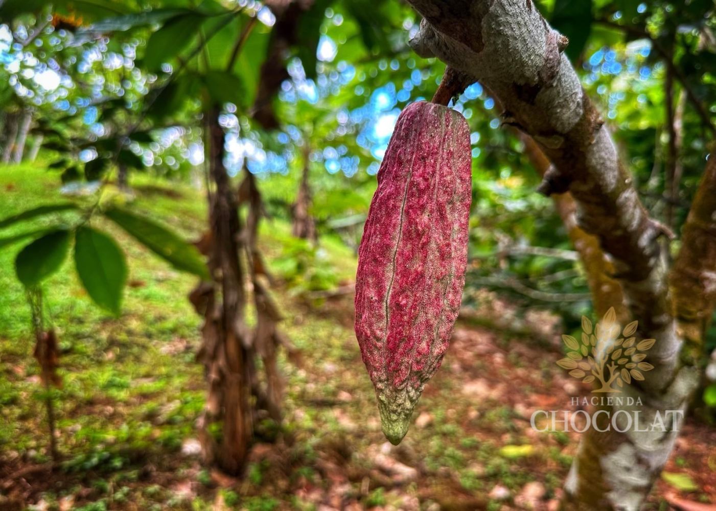 Close-up of a ripe cacao pod hanging from a tree branch in a lush green forest.