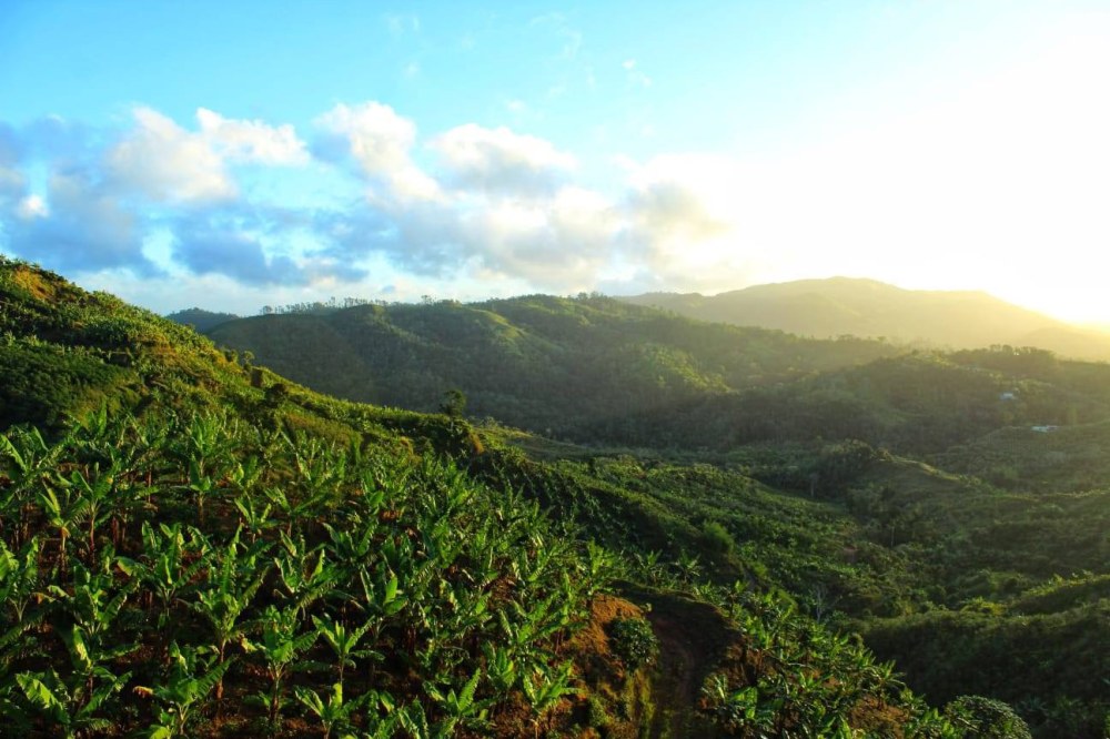Lush green hills and banana plants under a bright sky with clouds and sunlight.
